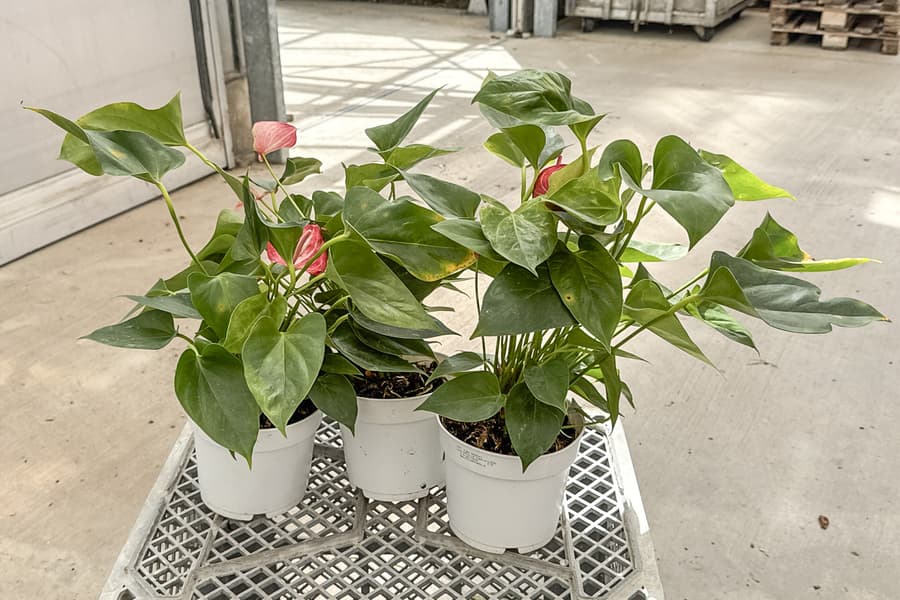 3 Grünpflanzen Anthurium Livium